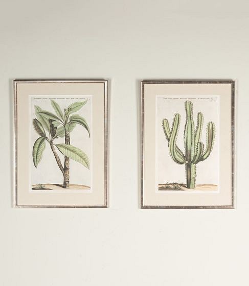 Pair of 17th Century Dutch Botanical Engravings by Jan and Caspar Commelin