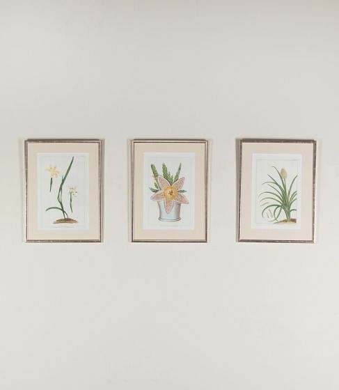 Set of Three 18th Century French Botanical Engravings by Pierre Josef Buchoz