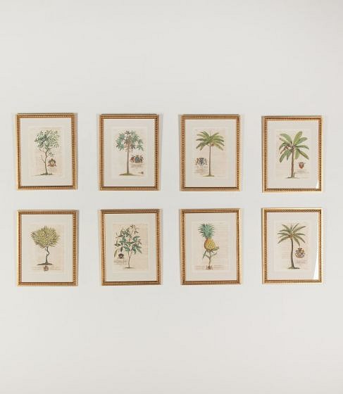 Set of Eight 18th Century Tropical Palm Tree and Plant Prints