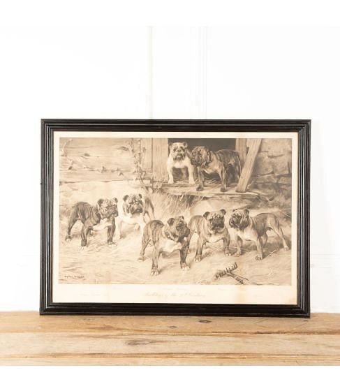 Early 20th Century Bulldog Print