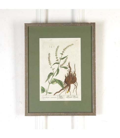 18th Century Hand Coloured Copper Plate Botanical Engraving by Elizabeth Blackwell