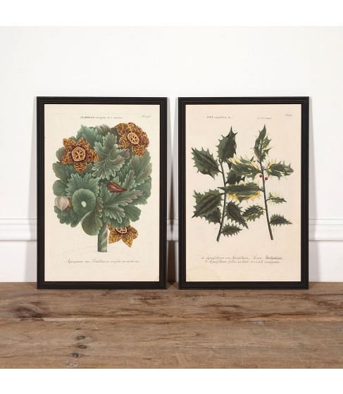 Pair of 18th Century Botanical Engravings by Johann Wilhelm Weinmann 1737