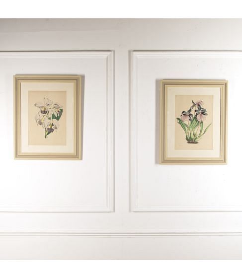 Pair of 19th Century Botanical Prints