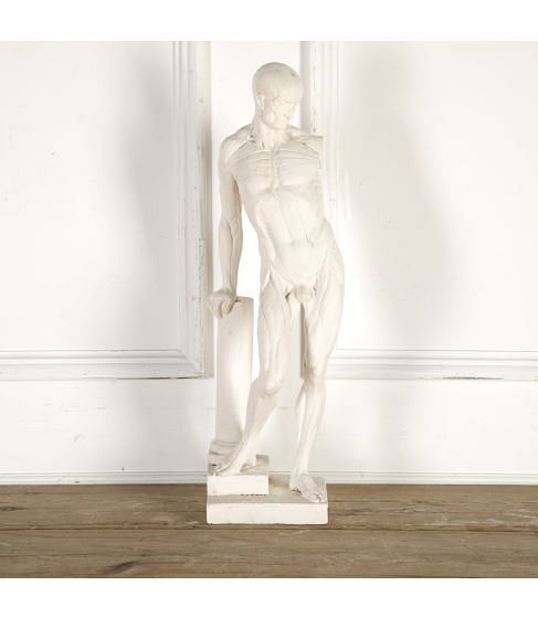 Sectional Plaster Cast of a Flayed Man