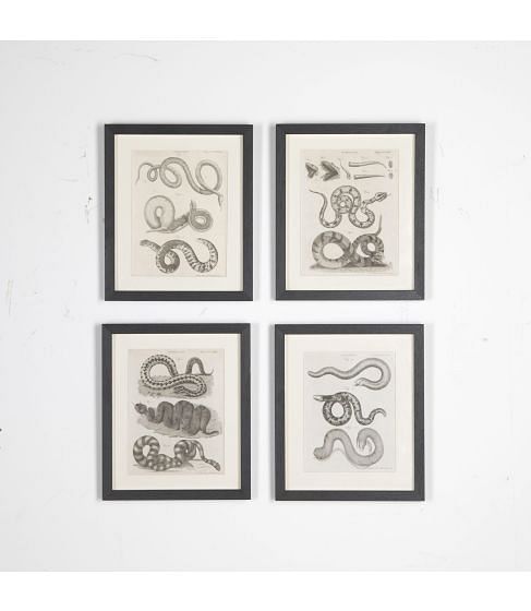 Set of 18th Century Georgian Anatomical Engravings