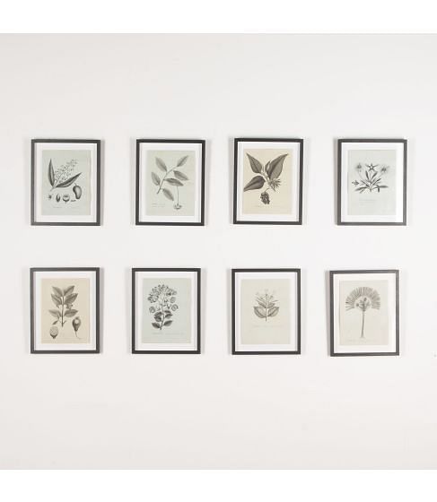 Set of Eight 19th Century French Botanical Ink Drawings