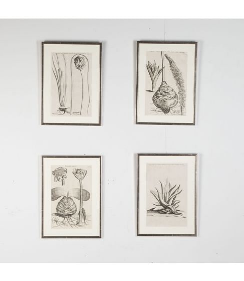Set of Four 17th Century Botanical Engravings by Jan and Caspar Commelin