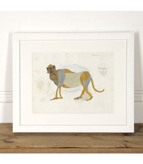 Standing Macaque Gouache by Henri Samouilov