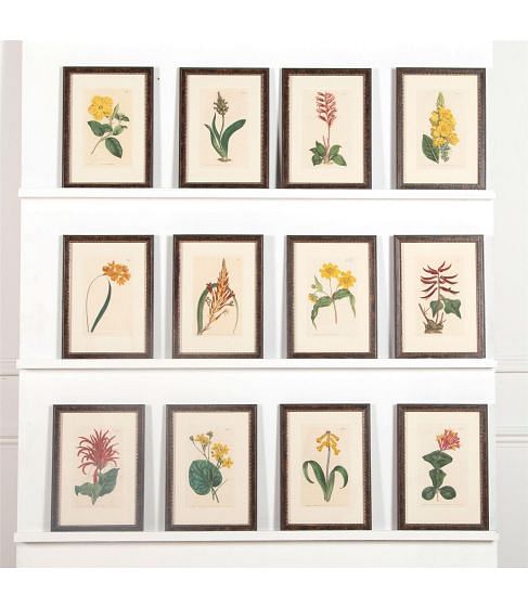 Twelve 19th Century Curtis Botanicals WD6062364