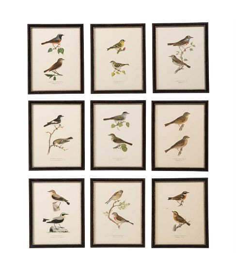 Collection of Swedish Birds WD6057545