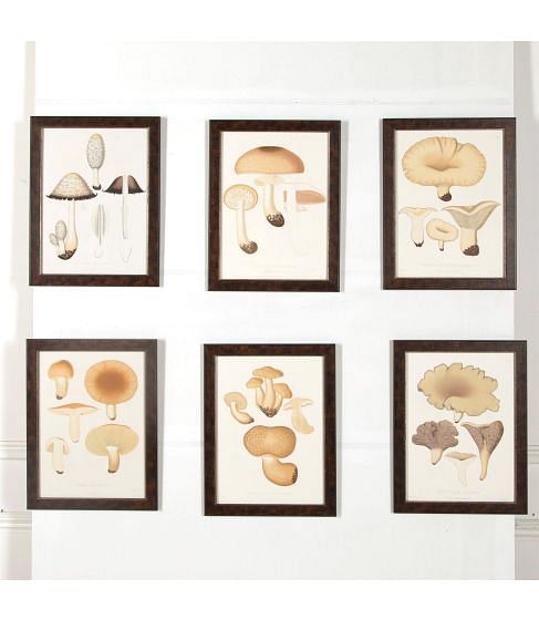 Set of Six Mushrooms Lithographs WD607001